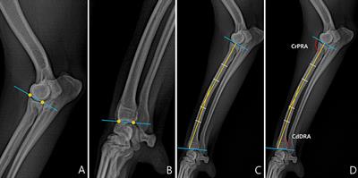 Evaluation of the Radial Procurvatum Using the Center of Rotation of Angulation Methodology in Chondrodystrophic Dogs